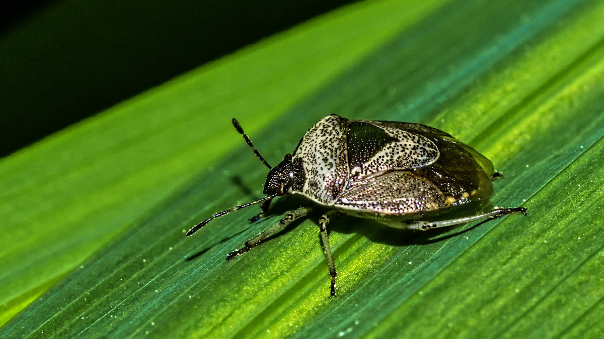 1st. - Richard Green